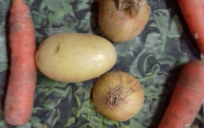 Arts visuels sur le  thème des légumes